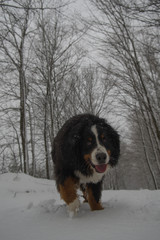 Bernese Mountain Dog in Winter on Trail in Forest off leash happy and healthy walking in the woods
