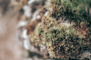 close up moss on the stone
