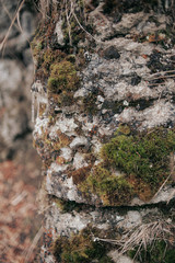 close up moss on rock