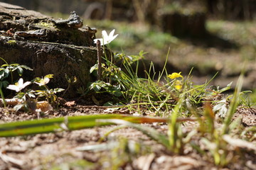 Frühlings Blumen