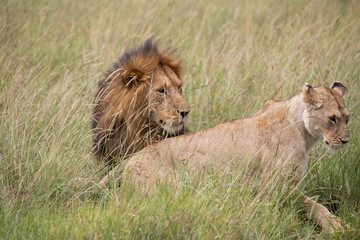 lion mating