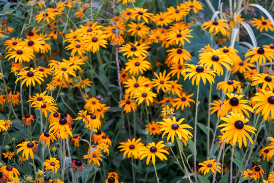 Giant Yellow Daises - Gloriosa Daisies - Rudbeckia Hirta