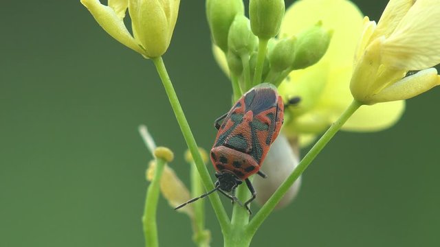 Firebug, Pyrrhocoris apterus, insect of family Pyrrhocoridae, red and black coloration. View Macro insect in wildlife