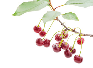 Branch with cherries and leaves.