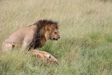 Fototapeta na wymiar lion mating