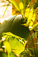 Tropical palm leaves and their shadows on a yellow background