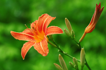 Fototapeta premium lily of the valley