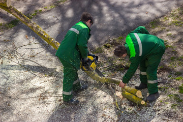 The master cuts the branches of a diseased tree.