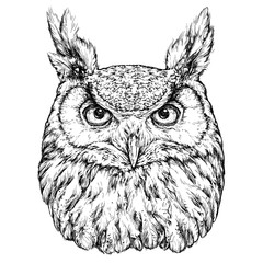 Hand Drawn Illustration of Owl. Vector illustration