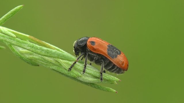 Clytra quadripunctata is species of leaf beetle in subfamily Cryptocephalinae. Its common name is Four spotted leaf beetle. Macro view in wildlife