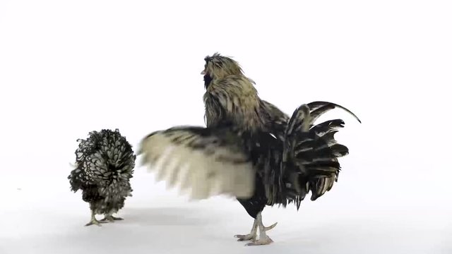 Colored crested decorative hens, fluffy funny fancy feather head at white background in studio. Slow motion