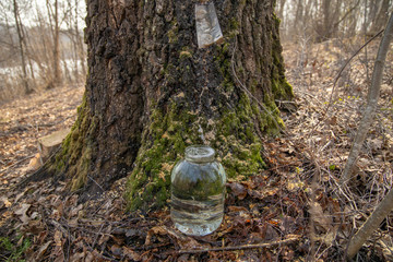 Obraz premium Spring collection of birch juice