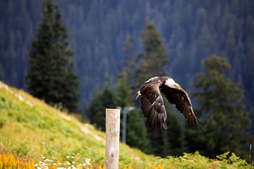 Vancouver, America - August 18, 2019: Bald eagle at Grouse Mountain, Vancouver, America