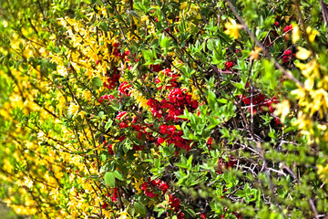 autumn leaves background