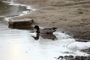The duck near the lake