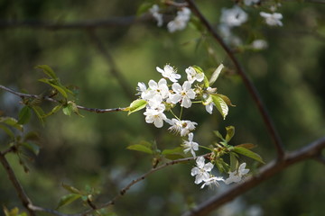 Frühlings Kirschblüten