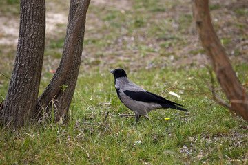 Fototapeta premium magpie on the grass in the forest