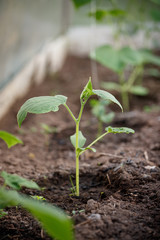 Closeup of sprouts of organic cucumbers in a greenhouse on a sunny summer day. Healthy eating Gardening and agriculture concept.