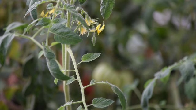 Solanum lycopersicum ft8107_0464 Pianta di pomodoro