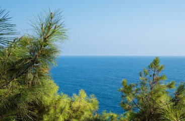 Fototapeta na wymiar Pine tree branches with turquoise sea background, mediterranean nature