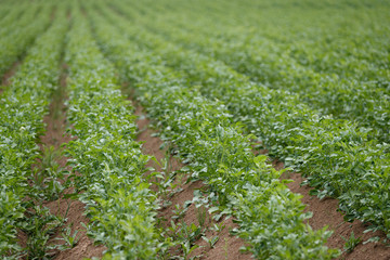 Endless potato plantations. Growing organic vegetables in the field. Vegetable rows. Agriculture. Selective focus