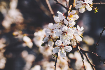 delicate white apricot flowers in spring