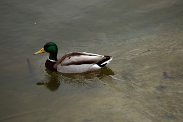 Duck is swimming in the lake