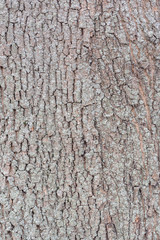 Green moss on the tree bark surface.