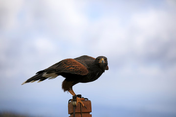 Vancouver, America - August 18, 2019: Hawk exhibition at Grouse Mountain, Vancouver, America