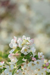 Blossoming apple tree in the garden. White flowers in springtime. Spring nature wallpaper. Shallow depth of field. Toned image.
