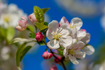 Blooming apple tree in springtime. Sunny day and blue sky. Apple blossoms branch. Beautiful spring flowers in the orchard.