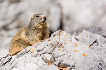 An alpine marmot (Marmota marmota) in the Ordesa National Park.