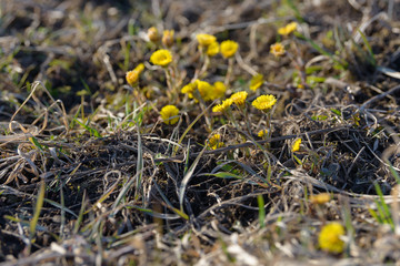 Coltsfoot or foalfoot medicinal wild herb. Farfara Tussilago plant growing in the field. Young flower used as medication ingredients. Meadow spring blooming grass. Group of beautiful yellow flowers.