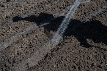 wet land. garden planting seeds Close-up, concept gardening, yard work
