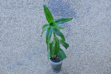 green plant golden mustache in a plastic pot stands on the sand outside