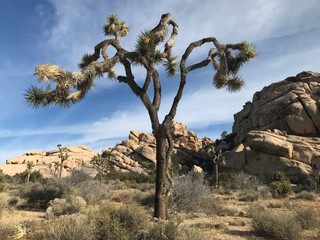 joshua tree national park