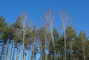 row of green coniferous pine trees and gray birches against a blue sky