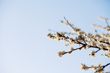 white spring flowering trees against blue sky