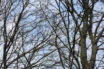 Bare tree branches against sky.