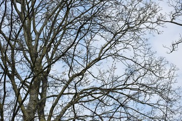 Bare tree branches against sky.