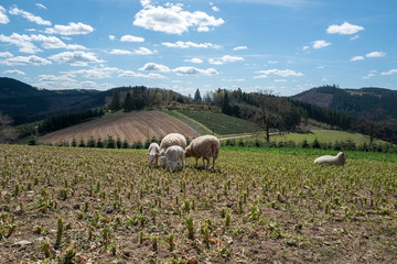 Schafe und Lämmer auf Weide im Sauerland