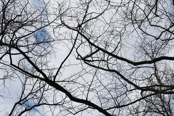 Bare tree branches against sky.
