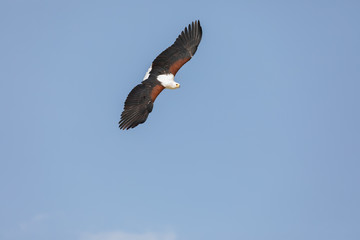 African Fish Eagle in flight