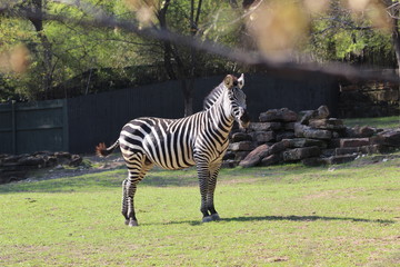 zebra in the zoo