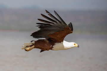 African Fish Eagle in flight