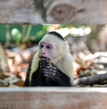 Monkey