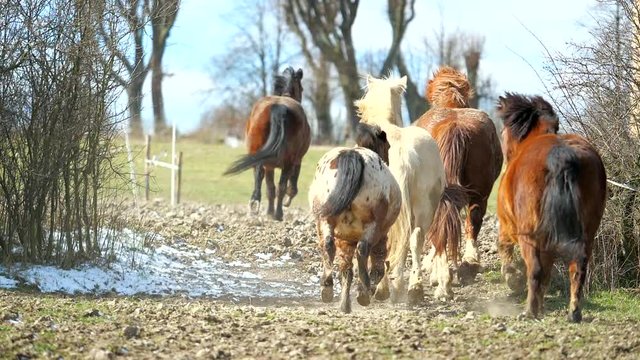 Nice horse herd surrounded by group lead by brown stallion. herd runs through a narrow spot between the roots to open pasture. Suny day with blue sky. Slow Motion at rate of 180 fps.