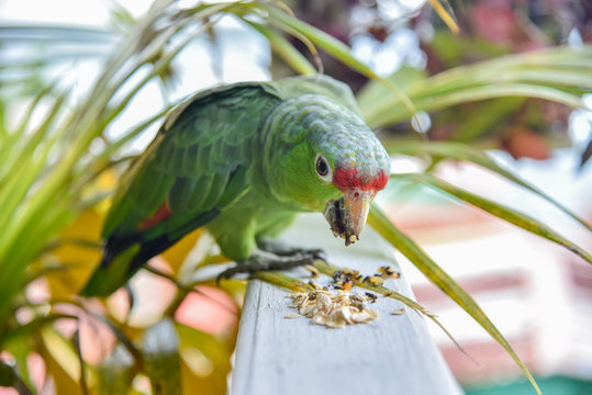 Parrot