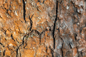 Old rusty colored lichen molded tree bark macro with blurred background texture pattern 