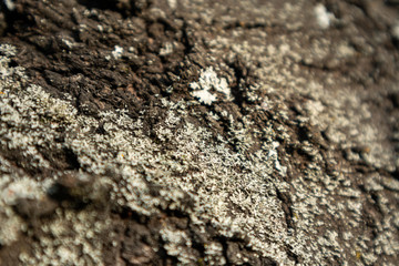 Old white lichen molded tree dark bark macro with blurred background texture pattern 